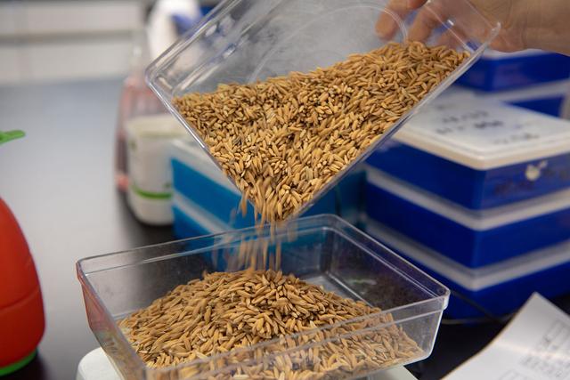 f0e837fac45ae41dc1c5d9b9bb692617.jpeg 科研育種軟件