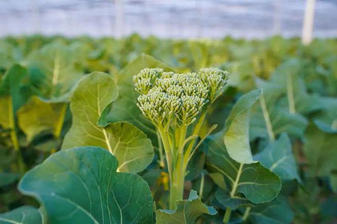 de3f1d744a3f11315a6682296ae8da1a.jpeg de3f1d744a3f11315a6682296ae8da1a.jpeg