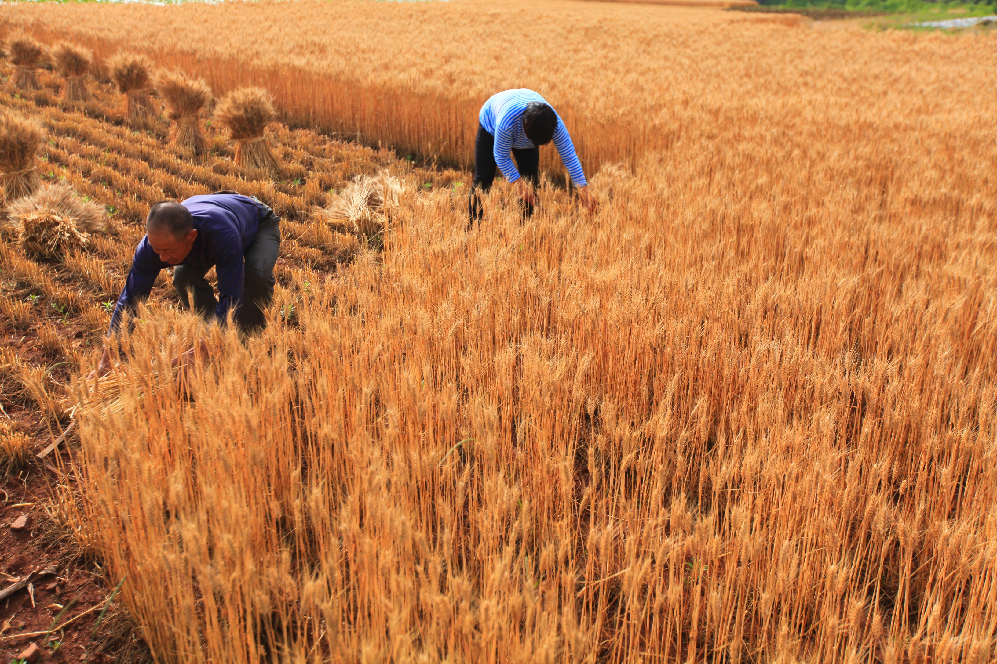 6ddc6468dc3a5cb5a85896f59844d42b.jpeg 智慧農業