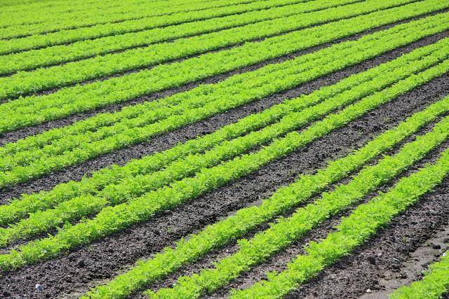 aae5f66b5fc10ef20e3e9c73e093df97.jpeg 智慧農業